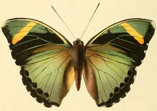 Euphaedra rezia Hewitson 1866 resmi