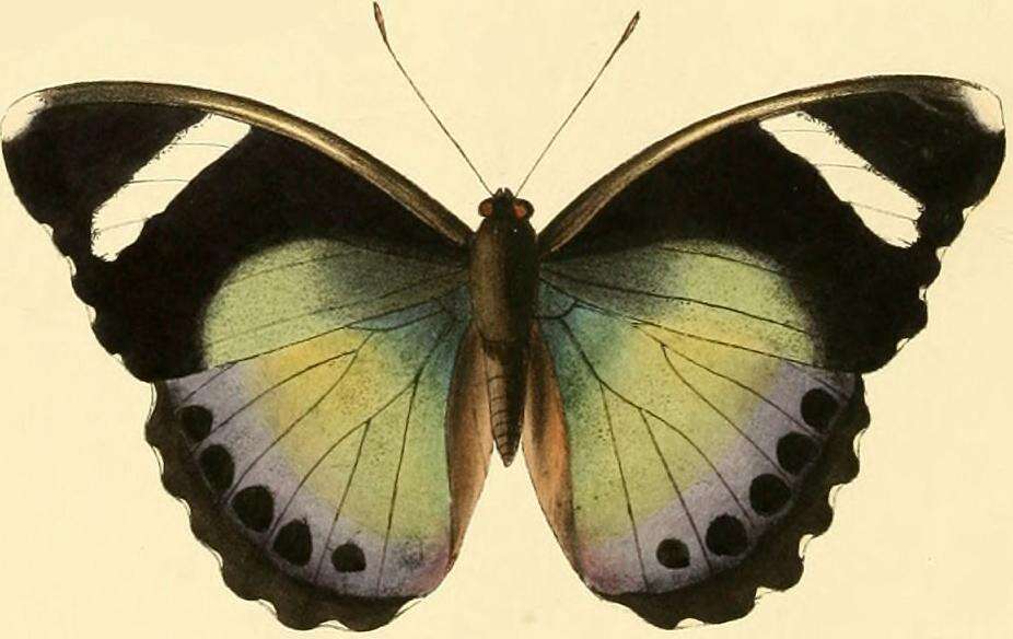 Image de Euphaedra rezia Hewitson 1866