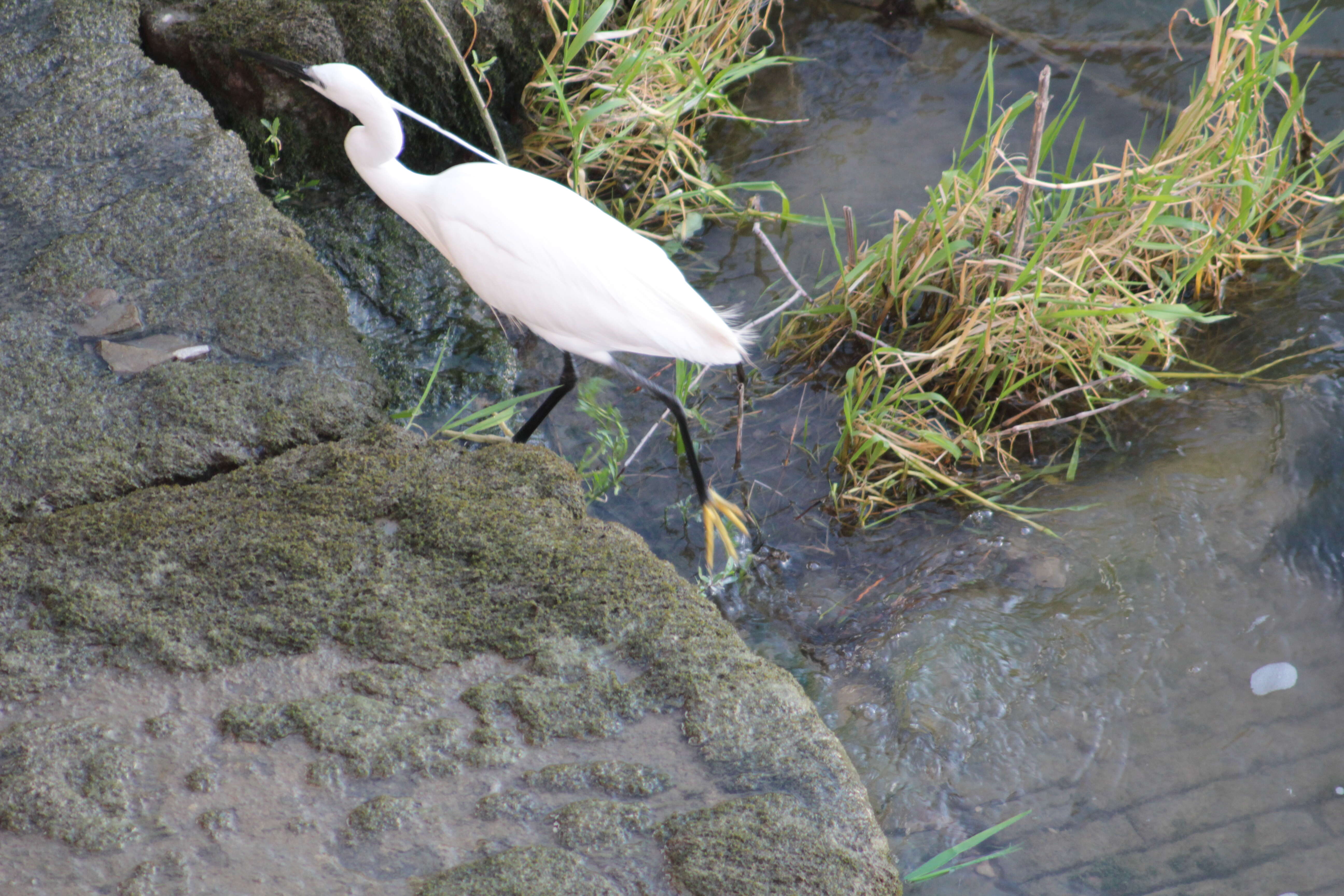 Image of Little Egret