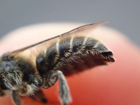 Image of Mason bee