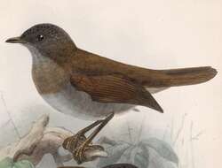 Image of Black-billed Nightingale-Thrush