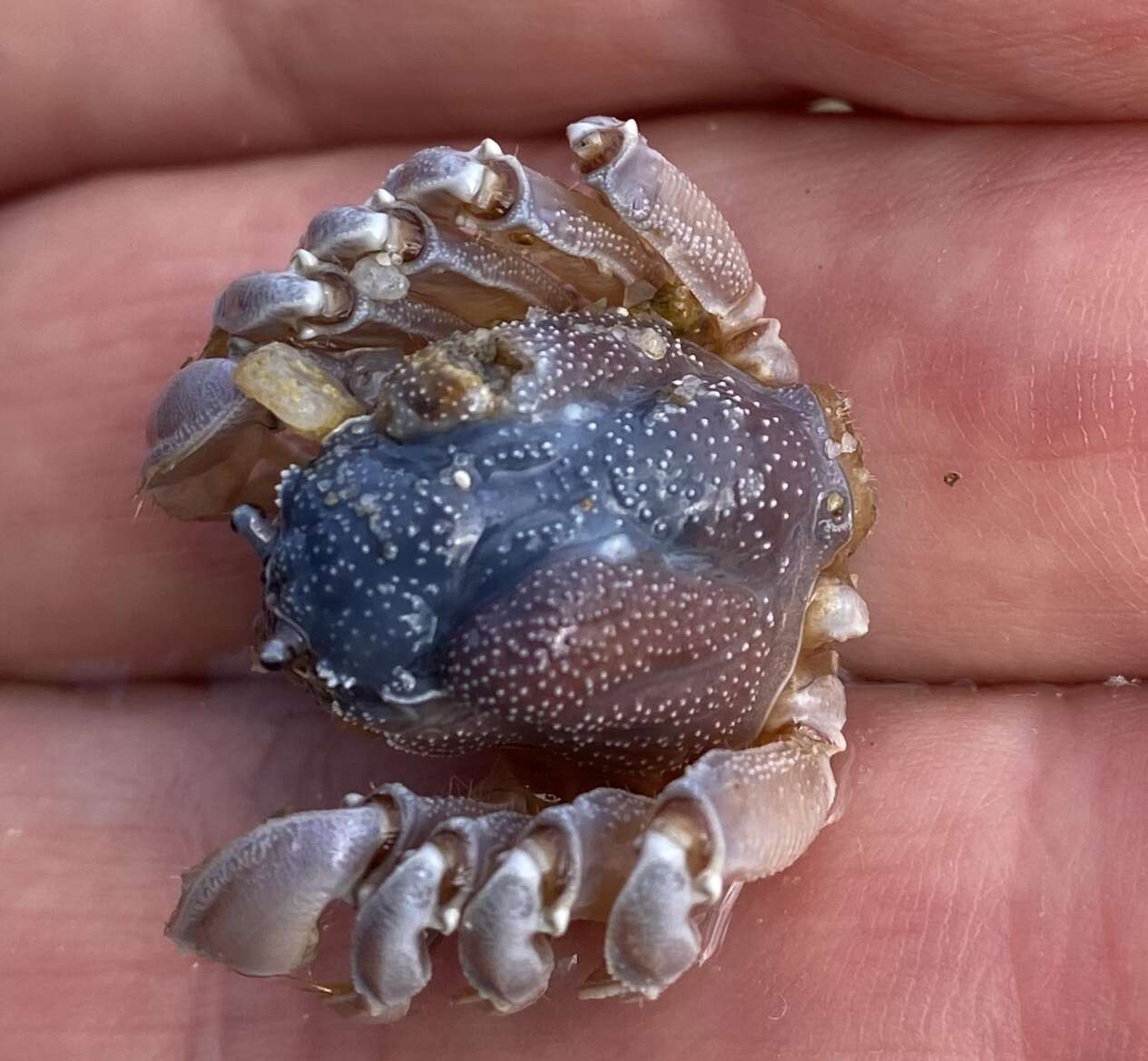 Image of dark blue soldier crab