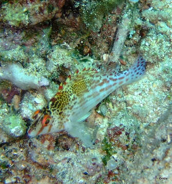 Image of Coral Hawkfish