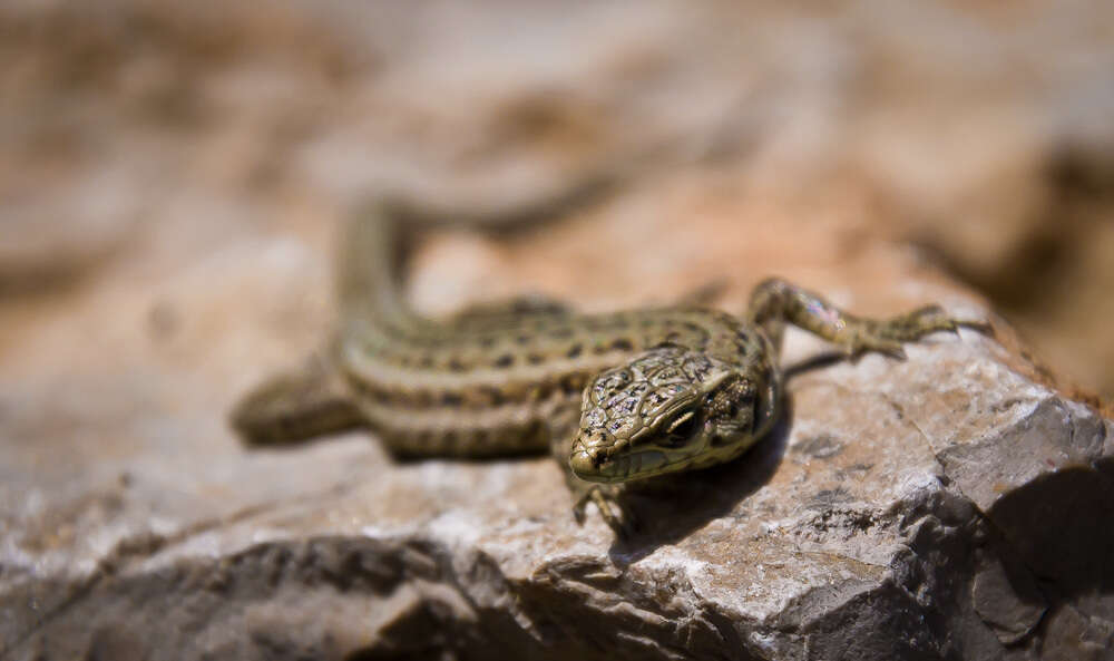 Image of Columbretes Wall Lizard