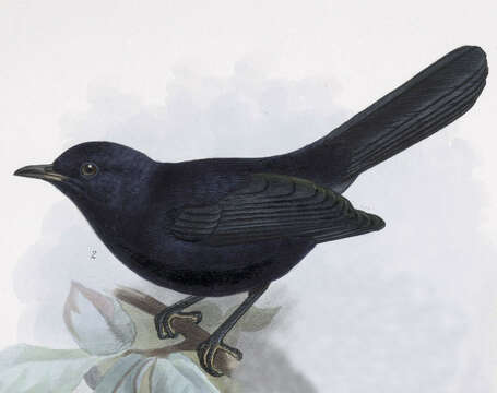 Image of Melanoptila Sclater & PL 1858