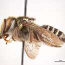 Image of Megachile austeni Cockerell 1906