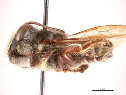 Image of Megachile austeni Cockerell 1906