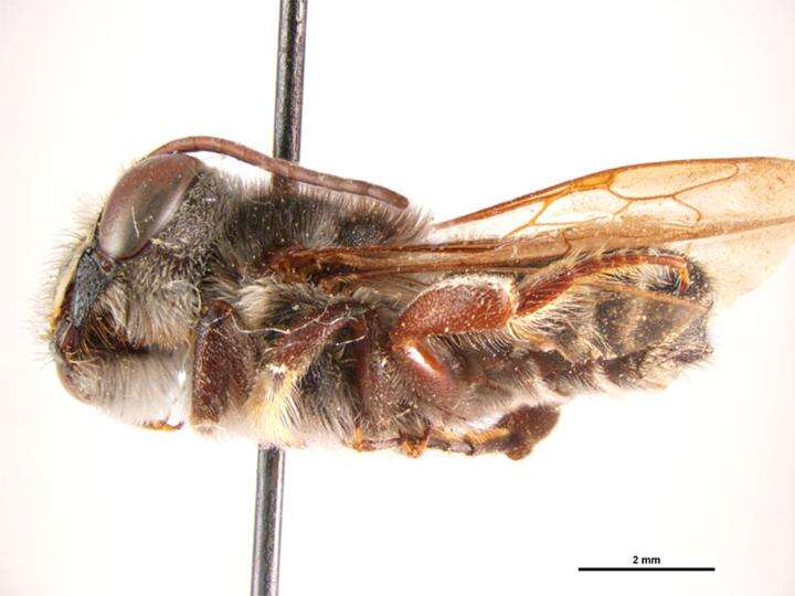 Image of Megachile austeni Cockerell 1906