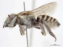 Image of Megachile gahani Cockerell 1906