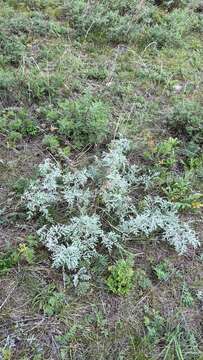 Image of Gmelin's wormwood