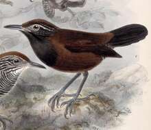 Imagem de Pheugopedius atrogularis (Salvin 1865)