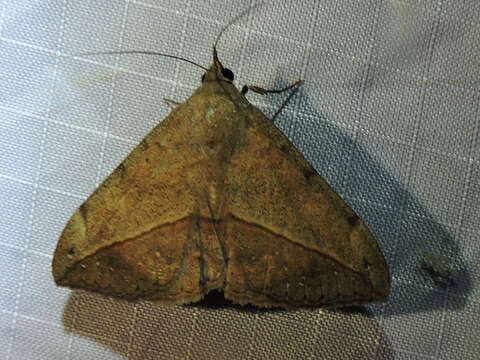 Image of Velvetbean Caterpillar Moth