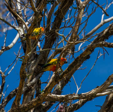 Image of Sun Parakeet