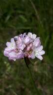 Sivun Armeria arenaria (Pers.) Schult. kuva