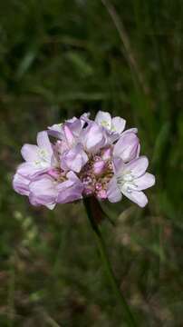 Image of Armeria arenaria (Pers.) Schult.