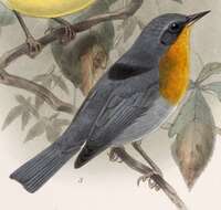 Image of Flame-throated Warbler