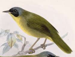 Image of Geothlypis Cabanis 1847