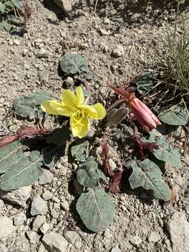 Image of woodyfruit evening primrose