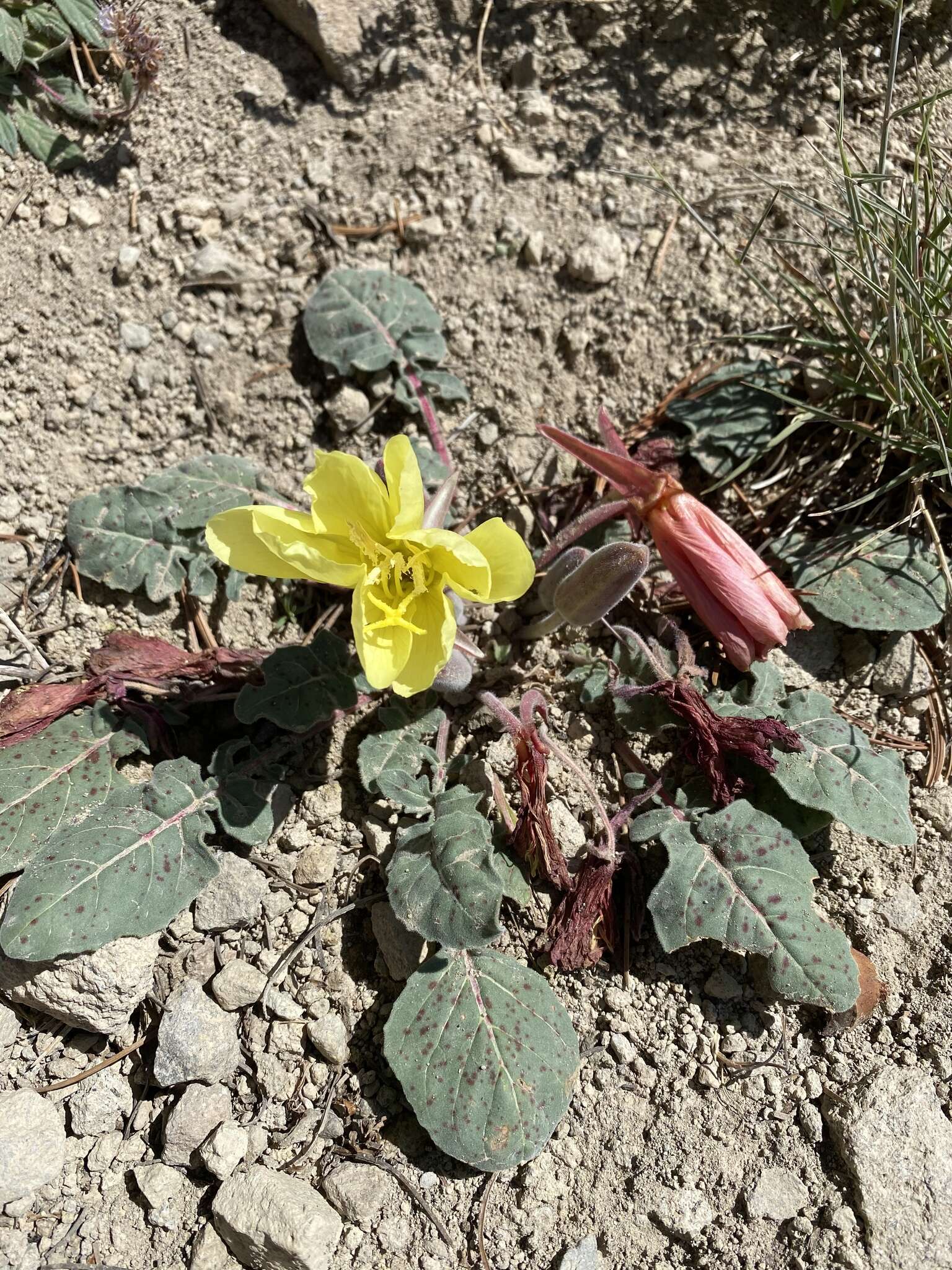 Imagem de Oenothera xylocarpa Coville