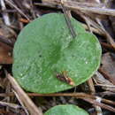 Image of Bristly helmet orchid