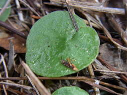 Image of Bristly helmet orchid