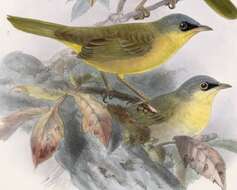 Image of Geothlypis Cabanis 1847