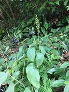 Image de Rhynchoglossum obliquum Blume