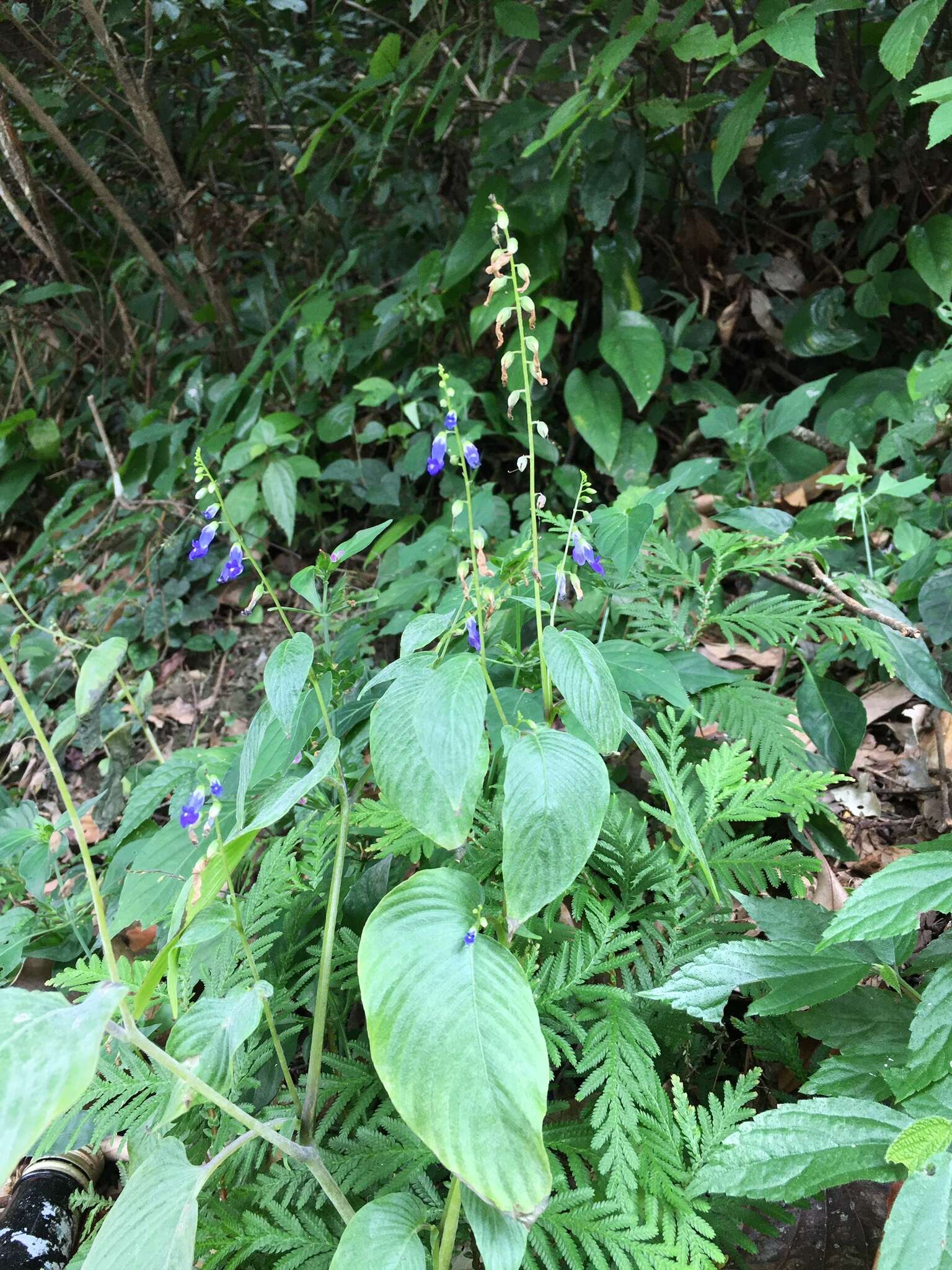 Imagem de Rhynchoglossum obliquum Blume