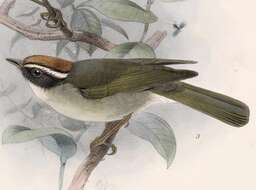 Image of Basileuterus Cabanis 1849