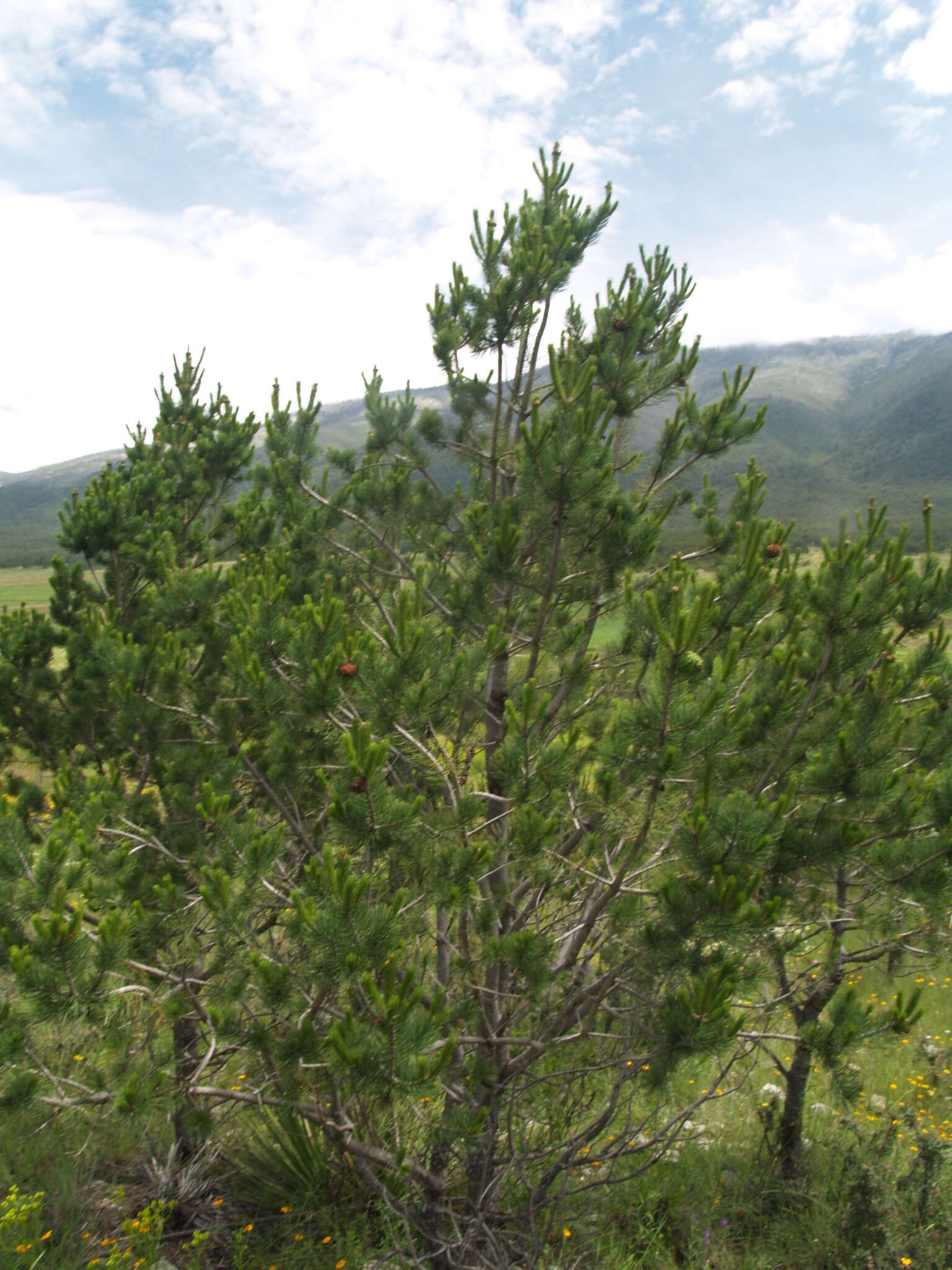 Pinus cembroides Zucc. resmi