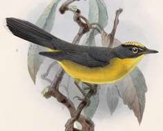 Image of Basileuterus Cabanis 1849