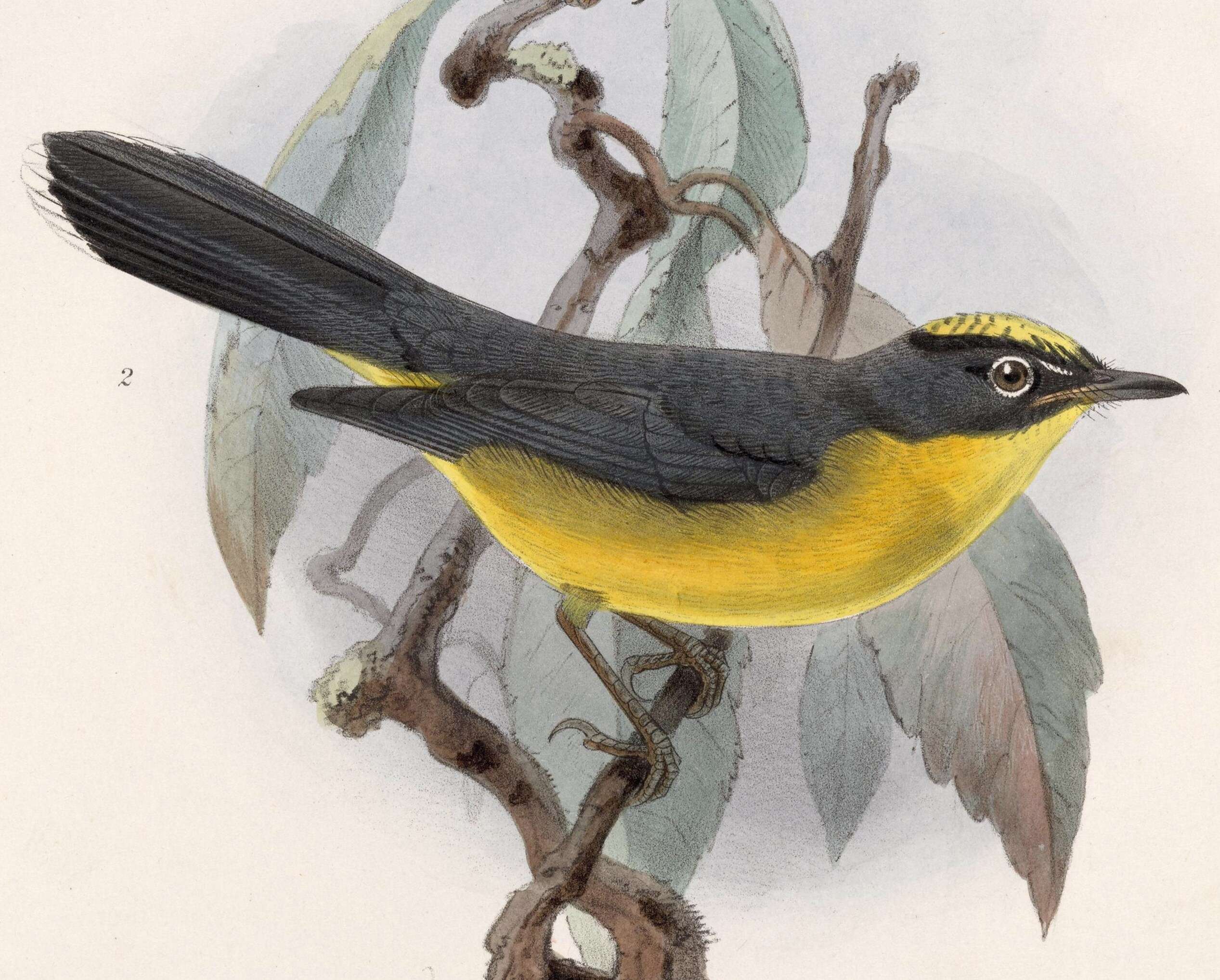 Image of Basileuterus Cabanis 1849