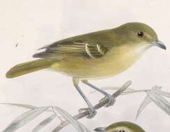 Image of vireos