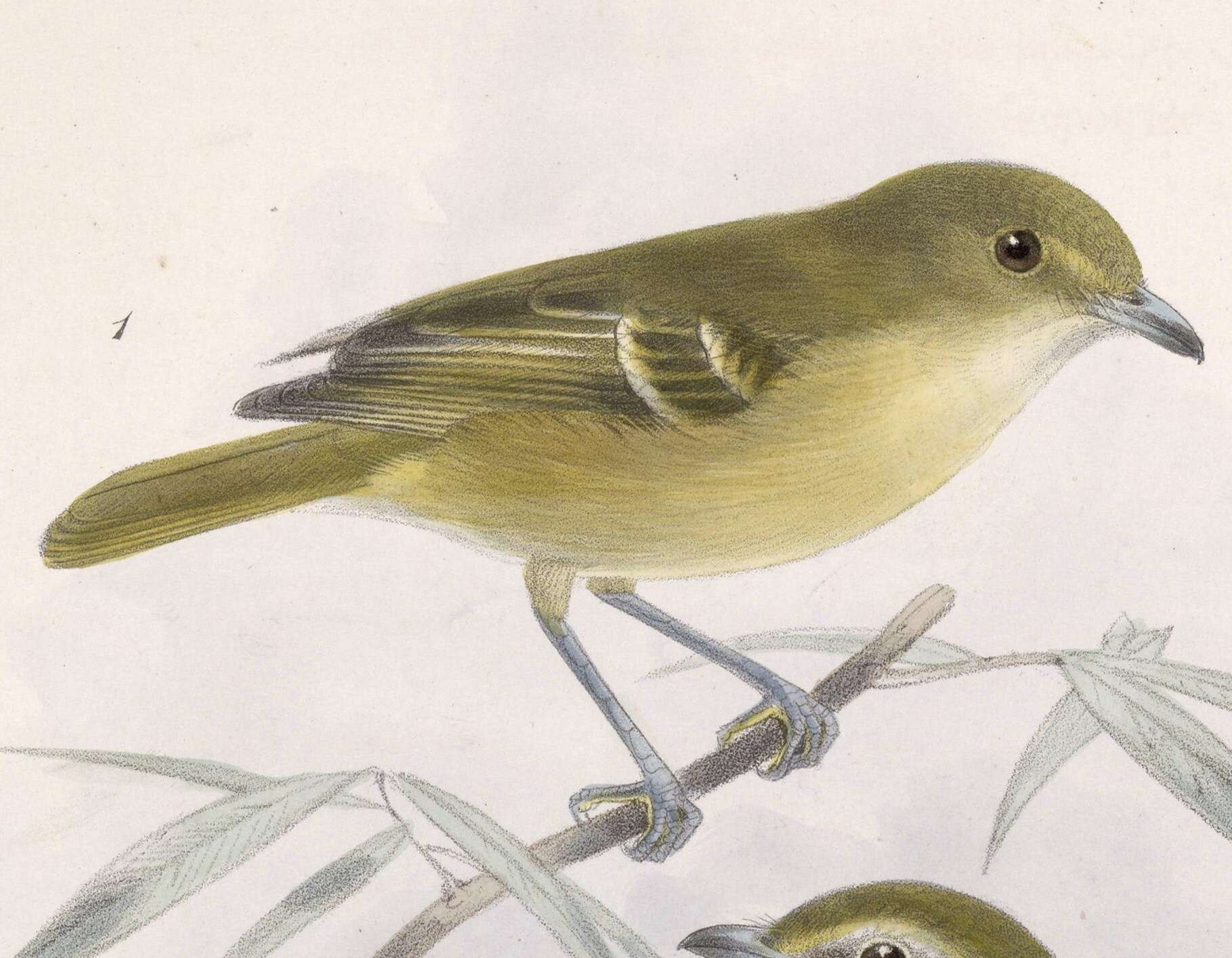 Image of vireos