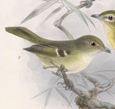 Image of Mangrove Vireo