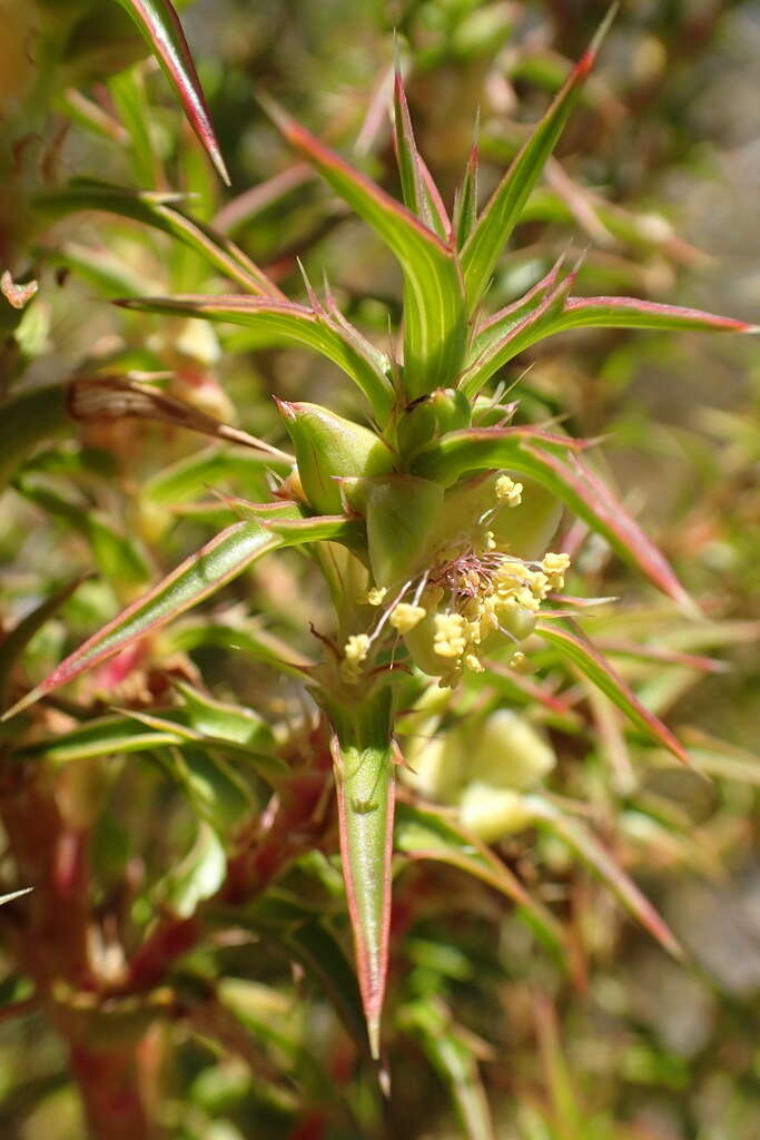 صورة Cliffortia acanthophylla C. Whitehouse