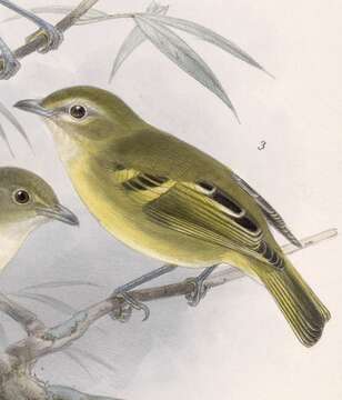 Image of Yellow-winged Vireo