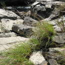 Image of Cumberland Sand-Reed