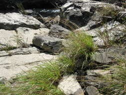 Image of Cumberland Sand-Reed