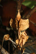 Image of giant devil's flower mantis