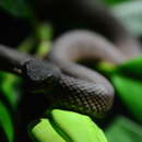 Trimeresurus purpureomaculatus (Gray 1832) resmi