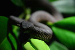 Trimeresurus purpureomaculatus (Gray 1832) resmi