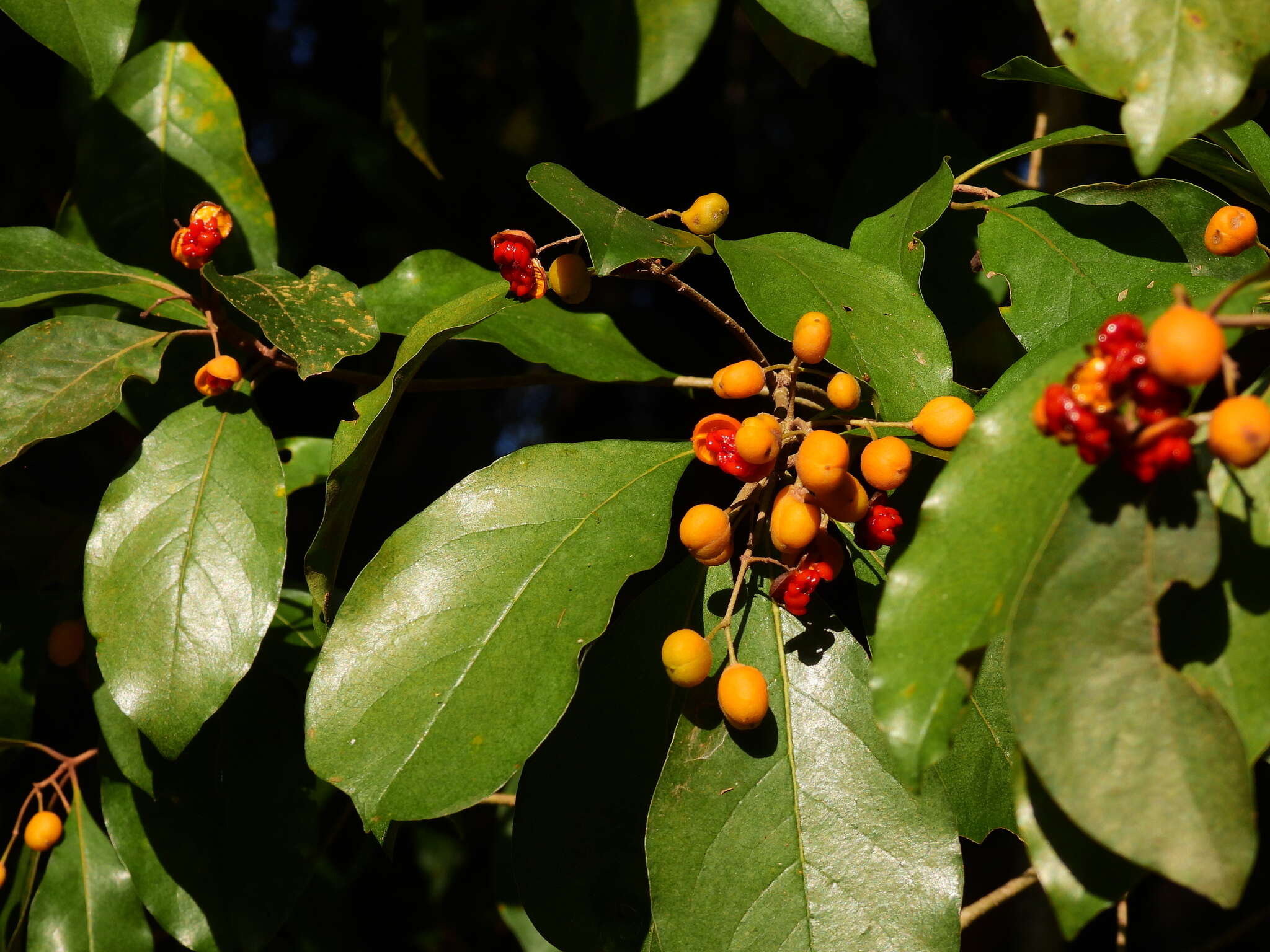 Image of Rusty Pittosporum