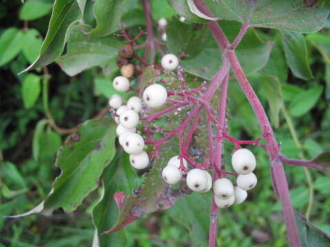 Image of Gray Dogwood