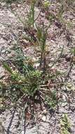 Sivun Lactuca viminea subsp. viminea kuva