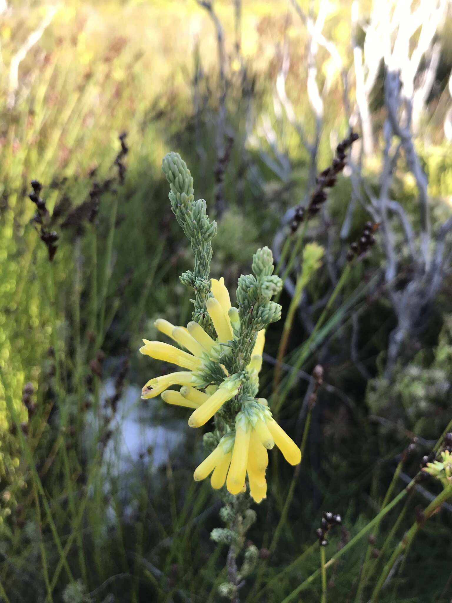 Image of Erica galpinii Salter