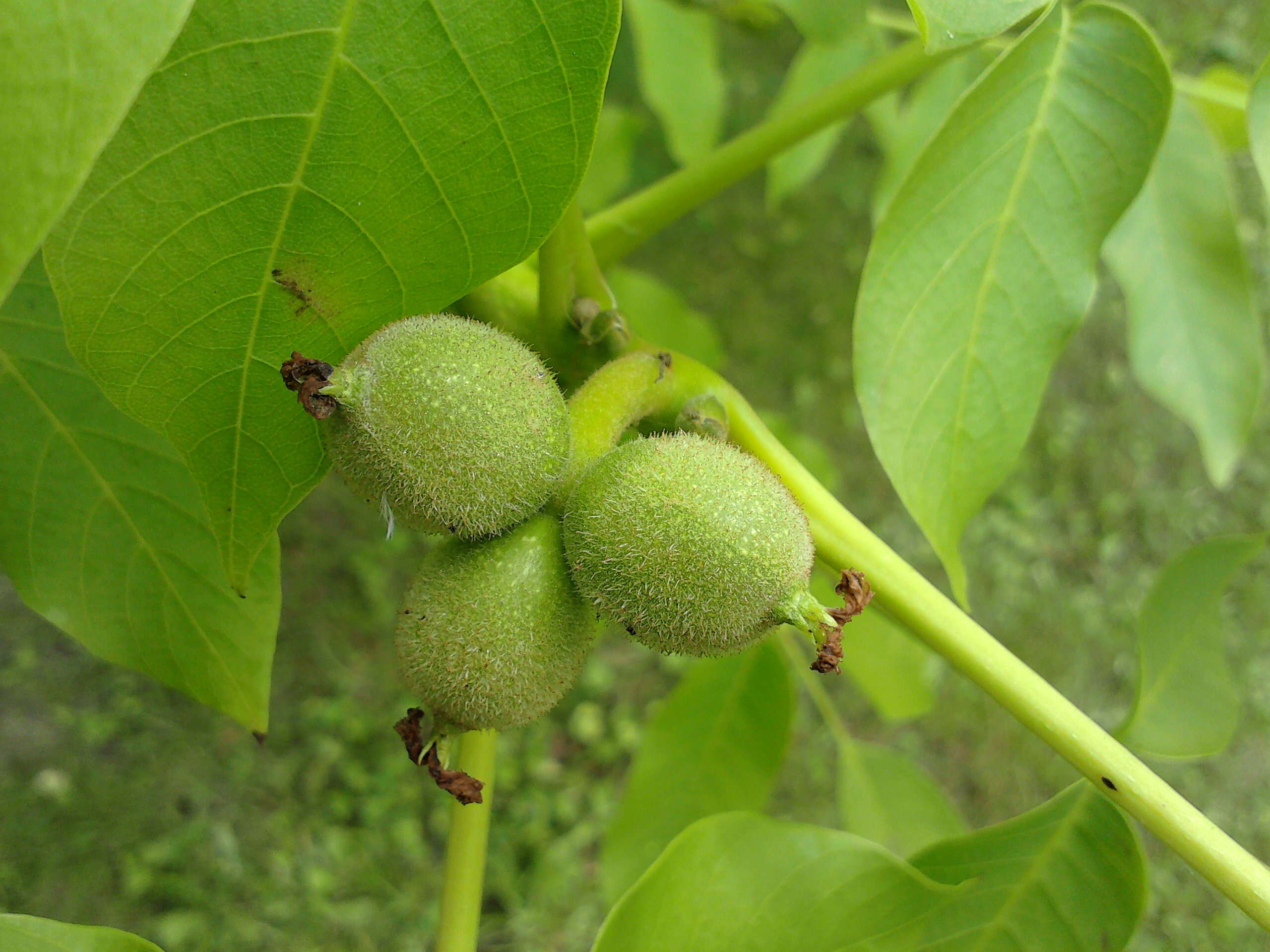 Image of Common walnut