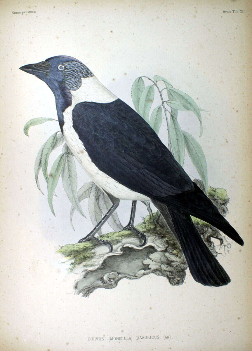 Image of Corvus dauuricus
