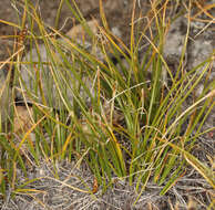 Image of shorthair sedge