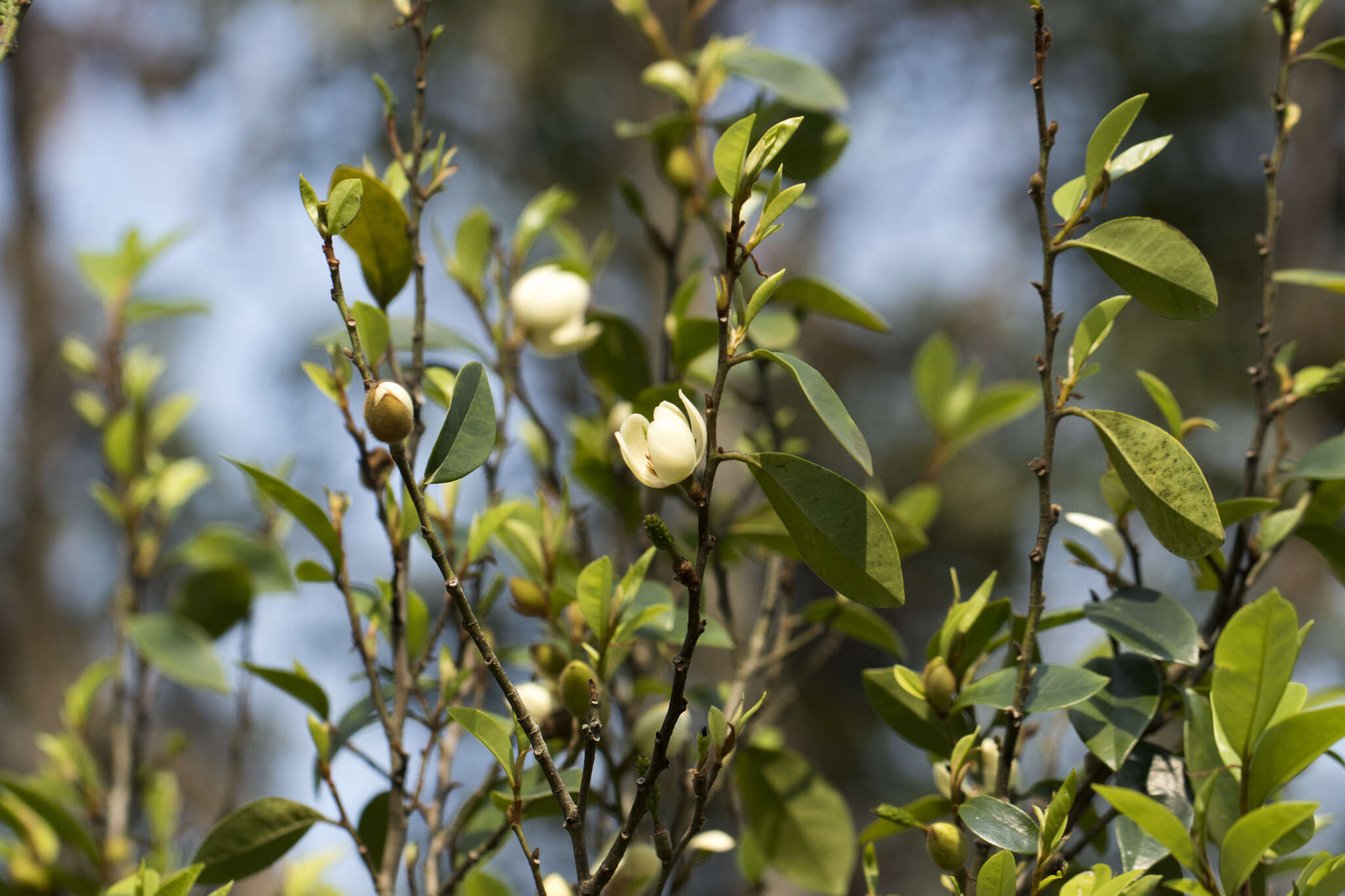 Слика од Magnolia figo (Lour.) DC.